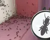Cum combați invazia furnicilor? Acest leac te va scăpa de insecte cât ai bate din palme
