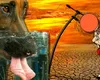 Zile cu căldură extremă și nopți tropicale, iar apogeul abia urmează. Elena Mateescu, ANM: Ne așteptăm la valori de 40 de grade la umbră