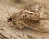 Invazie de insecte dăunătoare în București și alte orașe din România. Cum poți scăpa de Buha gamma