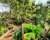 Legumele pe care le poți planta în luna iulie. Secretele pentru o recoltă bogată și sănătoasă