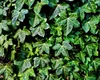 Planta ornamentală interzisă de UE pe tot teritoriul Europei. Mulți români au așa ceva în grădină