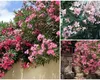 Floarea pe care trebuie să o ai în curte pe timpul verii! Nu are nevoie de prea multe îngrijiri și rezistă la temperaturi ridicate