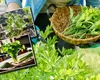 Planta aromatică pe care bunicile noastre o foloseau cu generozitate în aproape toate ciorbele și tocănițele. Se cultivă ușor, și în grădină, și în ghiveci