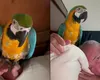 Nelson Mondialu, show de zile mari alături de papagalul său, Tukan: „A făcut o gălăgie de a trezit toți vecinii. Pericol mare ești, mă!” VIDEO