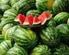 Cât trebuie să scoată românii din buzunar pentru faimoșii pepeni de Dăbuleni. La cultivatori, kilogramul costă 3 lei