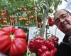 Unde se cultivă pomul care face roșii. Poate ajunge la peste 2 metri înălțime, iar fructele sunt zemoase și au un gust excepțional