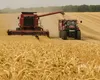 România este principalul exportator de grâu din Europa, peste Franţa. Se estimează producţie record şi pentru sezonul următor