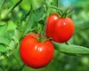 Cum îți dai seama dacă roșia este crescută natural sau a fost tratată cu chimicale. Experții legumicultori au dezvăluit secretul