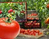 De ce şi-au pierdut roşiile româneşti gustul autentic de altădată. Greşeala pe care o fac legumicultorii de azi