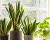 Planta care te scapă de temperatura ridicată din casă. Uită de aerul condiționat!