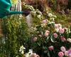 Metoda prin care poți înmulți trandafirii în luna iunie. Secretele dezvăluie de cultivatorii profesioniști