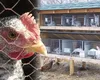 UE vrea să interzică creșterea animalelor în cuști. Fermierii, invitați la consultări până pe 16 iulie
