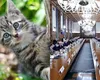 Veste oribilă pentru iubitorii de animale. Guvernul îi vizează pe cei care au pisici