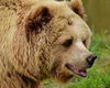 Care este Animalul asociat Spiritului tau si ce semnificatie are pentru tine, in functie de zodia ta