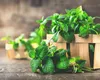 De ce să dormi cu o frunză de mentă sub pernă? Vezi care sunt beneficiile acestui obicei