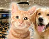 Parlamentul European, decizie istorică! Vânzarea câinilor și pisicilor în pet shop-uri va fi interzisă