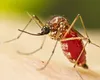 Pericol invizibil în vacanță: un virus tropical amentință o destinație populară din Europa