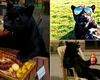 „Ajutor de panteră neagră”. Oamenii de afaceri cer guvernului despăgubiri după ce afacerile le-au fost afectate