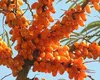 Fructul produs în România care se vinde din abundență în Europa. Este plin de savoare și sănătate și are mare cerere chiar și în Dubai