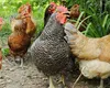 Amenzi usturătoare pentru cei care au prea multe păsări sau animale în curte. Puțini români cunosc această lege