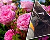 Ce trebuie să pui la rădăcina trandafirilor, în luna septembrie, ca să înflorească spectaculos. Trucurile grădinarilor pentru cele mai frumoase și sănătoase roze