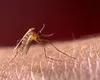 Semnal de alarmă! Malarie cu transmitere locală în România. Medicii specialiști nu exclud apariția unui focar