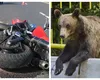 Motociclist ucis de urs pe Transfăgărășan. A fost târât într-o râpă din apropierea barajului Vidraru