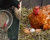 Ce trebuie să le dai găinilor să mănânce pe timp de vară ca să facă mai multe ouă. Recomandările fermierilor pricepuți