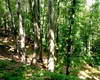Totul despre scara misterioasă din pădurea Mehedințiului. Fenomene paranormale și comori ascunse la „Treptele uitării”