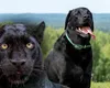 Pantera neagră din Bulgaria ar fi, de fapt, un… câine. Ce spun experiții bulgari despre urmele lăsate de animalul misterios