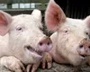 Carnea de porc românească, mai scumpă decât cea din import. Ministrul Agriculturii acuză supermarketurile: „Adaosul comercial pe produsul din România este mult mai mare”
