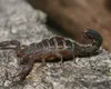 O localitate din România, invadată de scorpioni! Care este cauza apariției acestora
