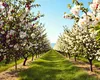 O specie de fructe exotice face furori în România. Cine a mizat pe ele s-a îmbogățit, recoltele sunt uriașe