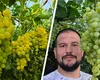 Primii struguri românești sunt gata de cules. Cum arată și cât costă strugurii de seră, crescuți printre legume