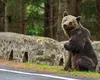 Scandalos: excursii pe Transfăgărăşan „la urşii bruni sălbatici”. Cât costă să-ţi pui viaţa în pericol