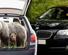 Un bărbat care a plimbat ursul cu BMW-ul prin România, prins de polițiști