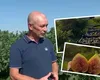 Un fermier din Buzău a înființat o livadă cu smochini și vinde fructele la 30 de lei/kg. Vezi care este povestea lui de succes