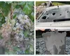 Rupere de noi, grindina „cât mingea de ping-pong” a făcut prăpăd în multe locuri din ţară. Vuietul furtunii s-a auzit de la 5 km GALERIE FOTO şi VIDEO