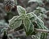 Cea mai rece dimineață din această vară. Brumă și temperaturi sub zero grade în mai multe zone din România