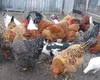 Câte găini îți permite legea să crești la curte. Guvernul Bolojan impune reguli stricte
