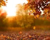 Prognoza meteo. Revine canicula şi scăpăm de ploi. Cum va fi vremea în Capitală