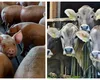Măsuri ferme pentru bunăstarea animalelor. Tăierea cozii la purcei, interzisă! Fiecare vacă de lapte să aibă propriul loc de hrănire