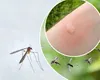 Cum de țânțarii știu exact unde e pielea ta expusă? Ce nu știai despre senzorul ascuns al celor mai enervante insecte