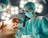 Premieră medicală. Plămân de porc transplantat la om
