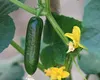 Plantatul castraveților pentru toamnă nu a fost niciodată mai simplu: Metoda nemțească, ideală pentru a culege ușor castraveții fără să stai cocoșat în soare