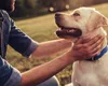 Câinii cu „pașaport” își pot însoți stăpânii la cafea. Oradea vrea să devină primul oraș ”pet-friendly”