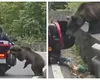 Șocant! Imaginile în care un urs atacă un turist pe Transfăgărășan. Animalul l-a mușcat, i-a dărâmat motocicleta și i-a golit portbagajul! VIDEO