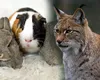 Grădină zoologică, apel controversat către localnici. Oamenii sunt îndemnați să-și doneze animalele de companie pentru a hrăni râșii: „Nimic nu se irosește”