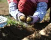 Românii sezonieri din Germania, între muncă infernală și salarii la limita legală: Sindicatele cer respect, plată corectă și condiții decente de muncă