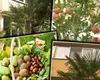 Fructe exotice cultivate în România. În viitorul apropiat, vom putea cultiva în propriile grădini sau balcoane banane, curmale sau rodii